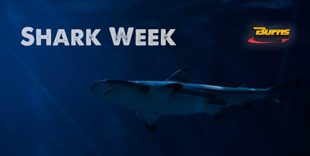 Understanding India’s shark supply chains to make them sustainable – Mongabay-India