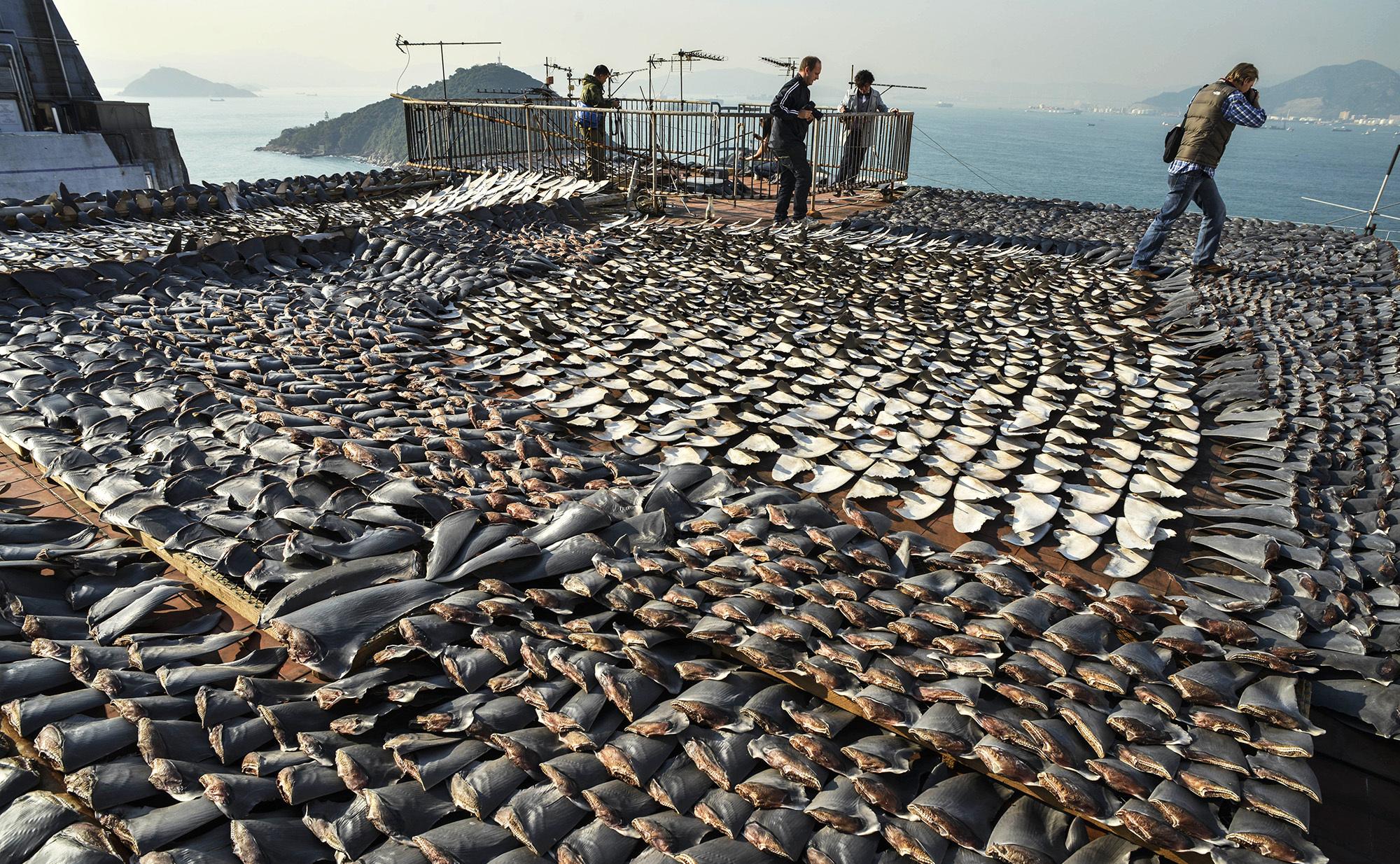 Heading 3: ‍Strategies for ​Promoting Sustainable Practices in‌ India's Shark ⁢Fisheries