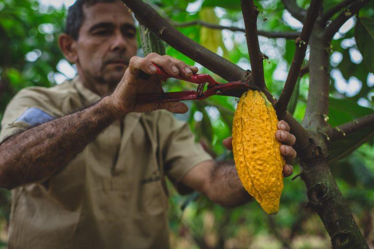 Strategies for Managing Cocoa Price Volatility ⁣in the Chocolate industry
